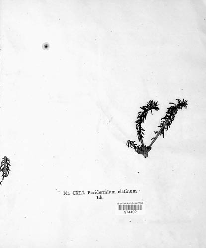 Melampsorella elatina image